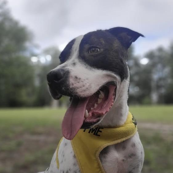 Enlarge Enzo 6827, a Adoptable Mixed Breed in Columbus, GA image 3/6