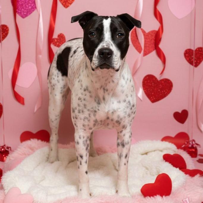 Enlarge Enzo 6827, a Adoptable Mixed Breed in Columbus, GA image 4/6