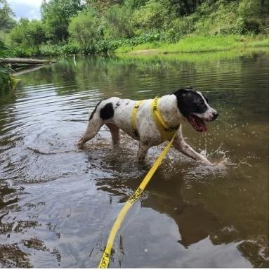Enlarge Enzo 6827, a Adoptable Mixed Breed in Columbus, GA image 5/6