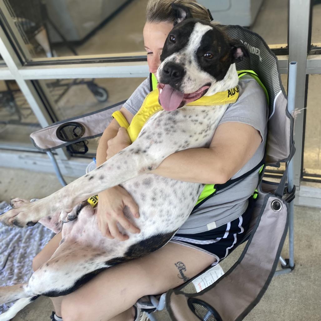 Enlarge Enzo 6827, a Adoptable Mixed Breed in Columbus, GA image 6/6