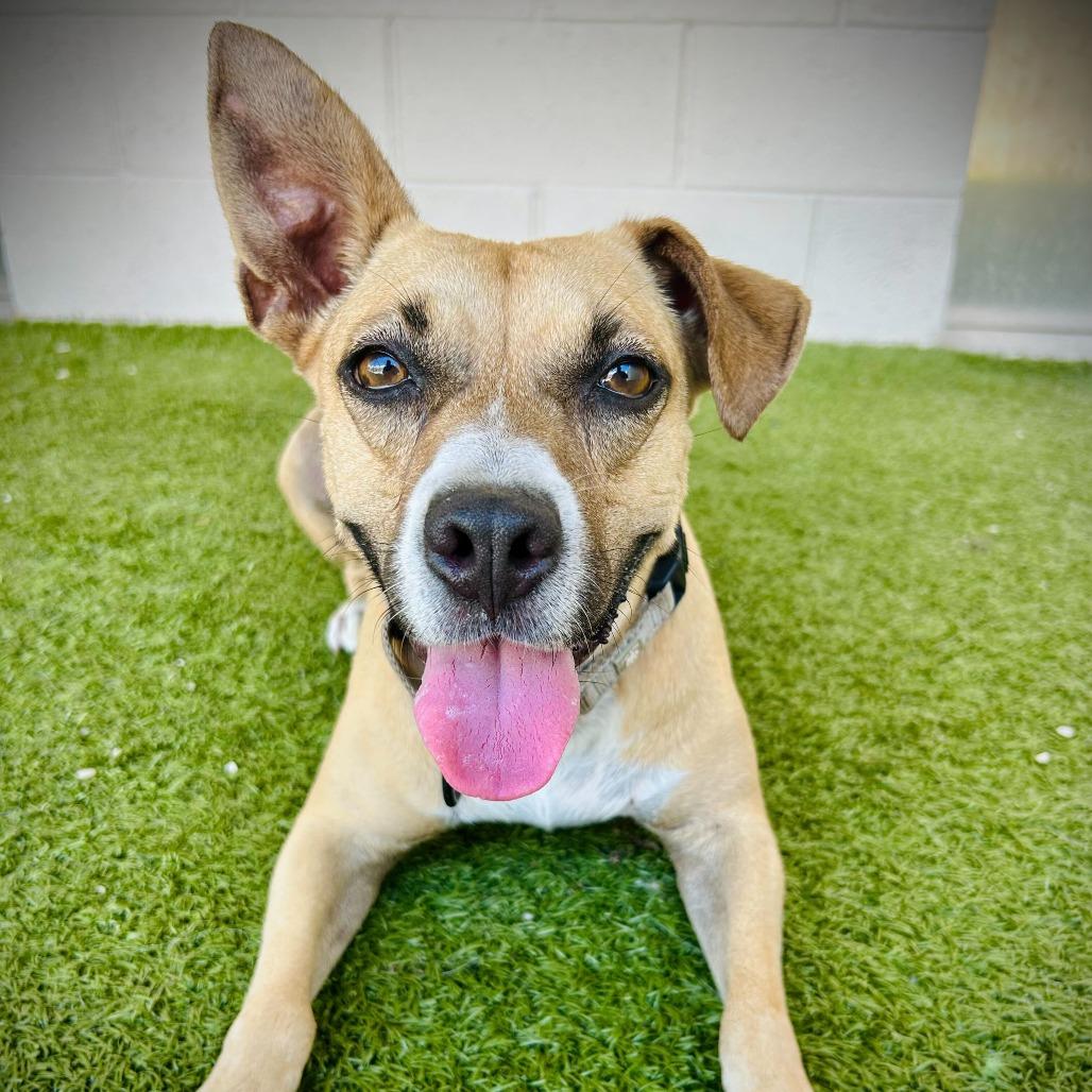 Pecan, Adoptable, Adult Female Mixed Breed & Mixed Breed.