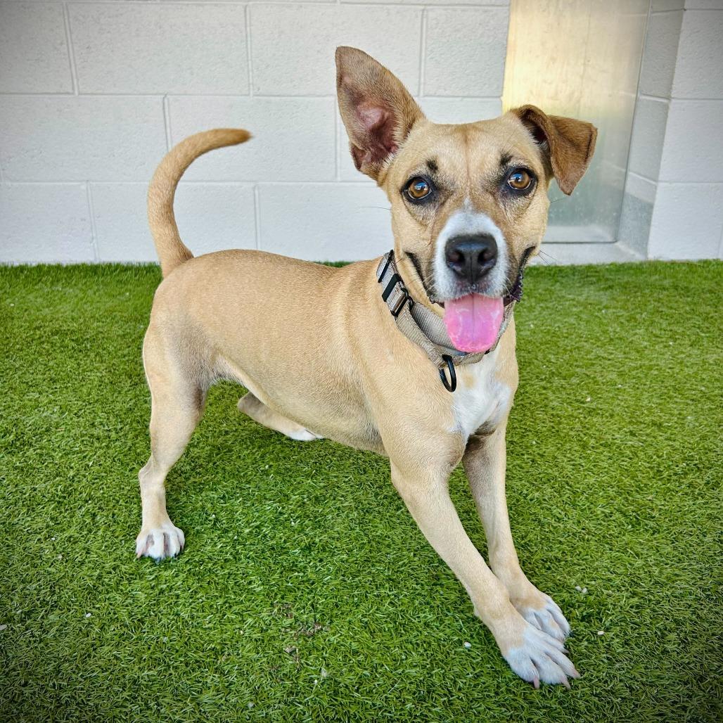 Enlarge Pecan, a Adoptable mixed breed in Englewood, FL image 2/5