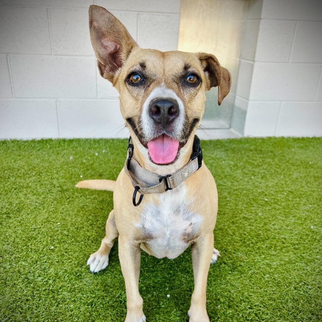 Enlarge Pecan, a Adoptable mixed breed in Englewood, FL image 3/5