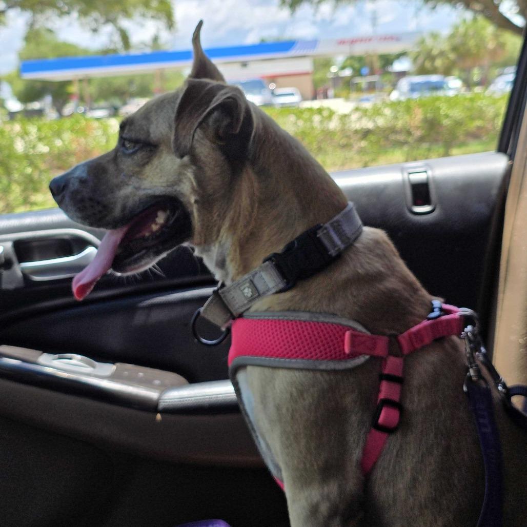 Enlarge Pecan, a Adoptable mixed breed in Englewood, FL image 3/6