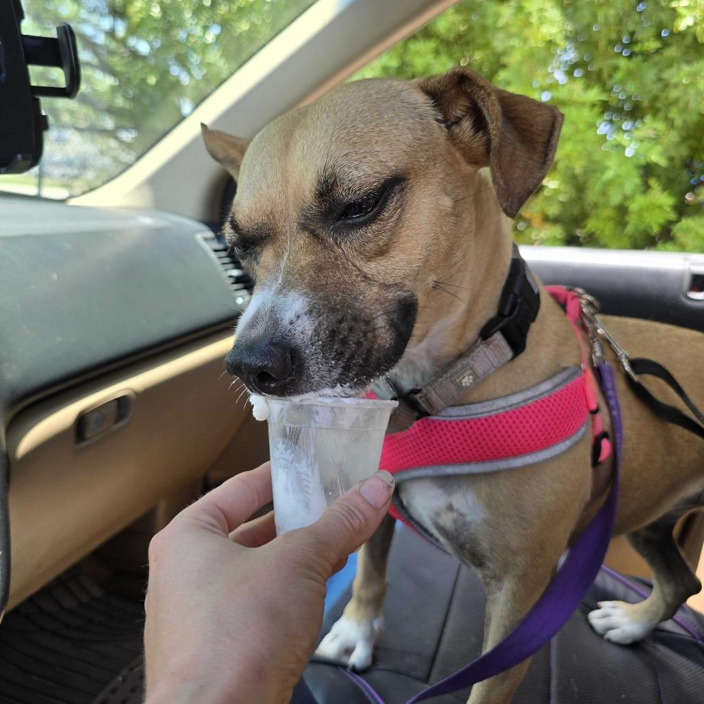Enlarge Pecan, a Adoptable mixed breed in Englewood, FL image 4/6