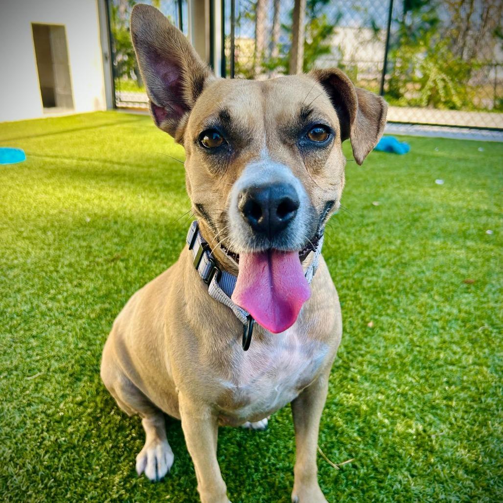 Enlarge Pecan, a Adoptable mixed breed in Englewood, FL image 4/5
