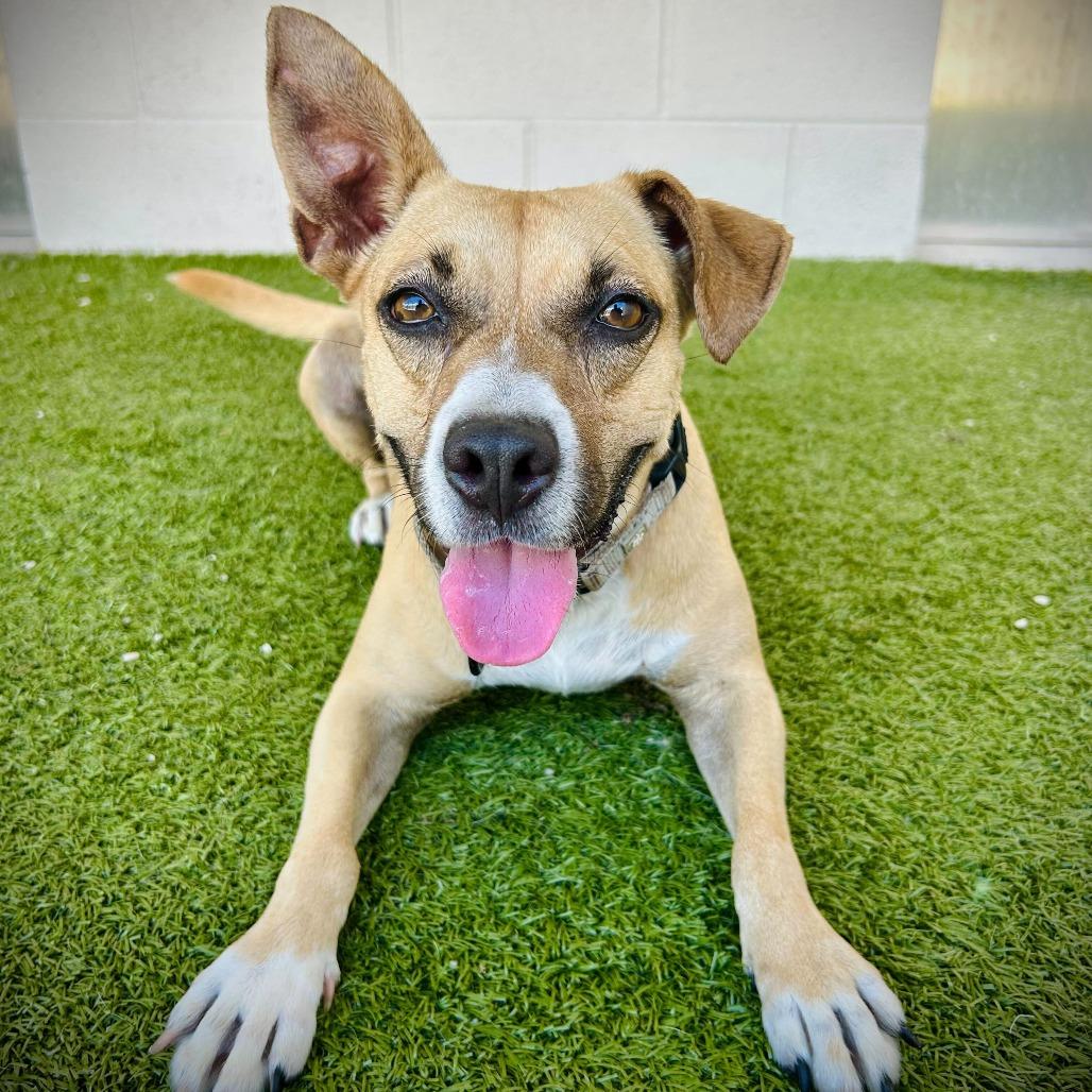 Enlarge Pecan, a Adoptable mixed breed in Englewood, FL image 5/5