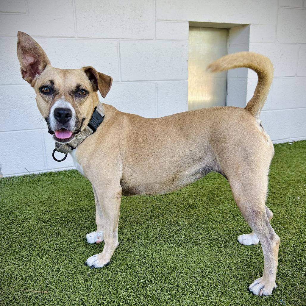 Enlarge Pecan, a Adoptable mixed breed in Englewood, FL image 6/6