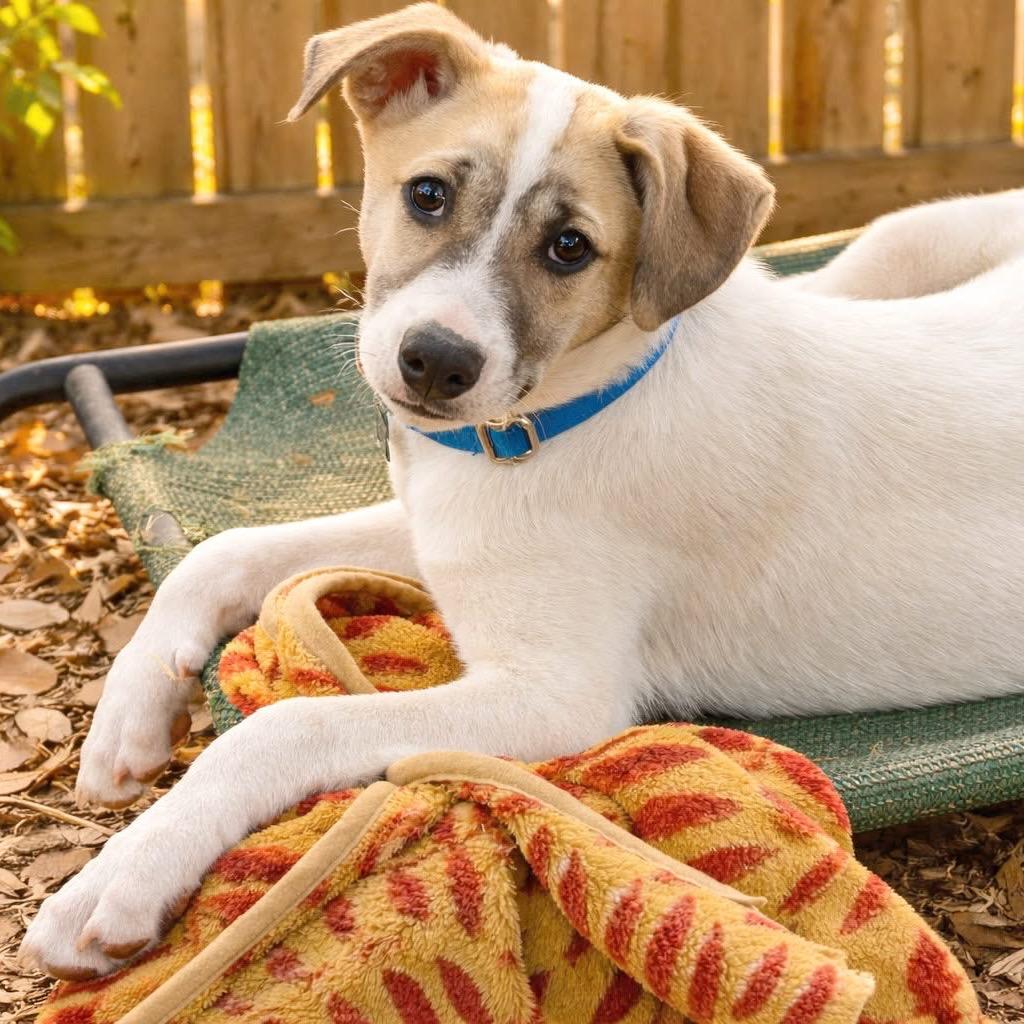 Enlarge Van Halen, a Adoptable mixed breed in Boerne, TX image 1/4