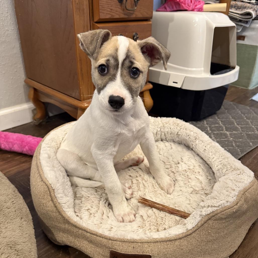 Van Halen, Adoptable, Puppy Male Shepherd & Husky.