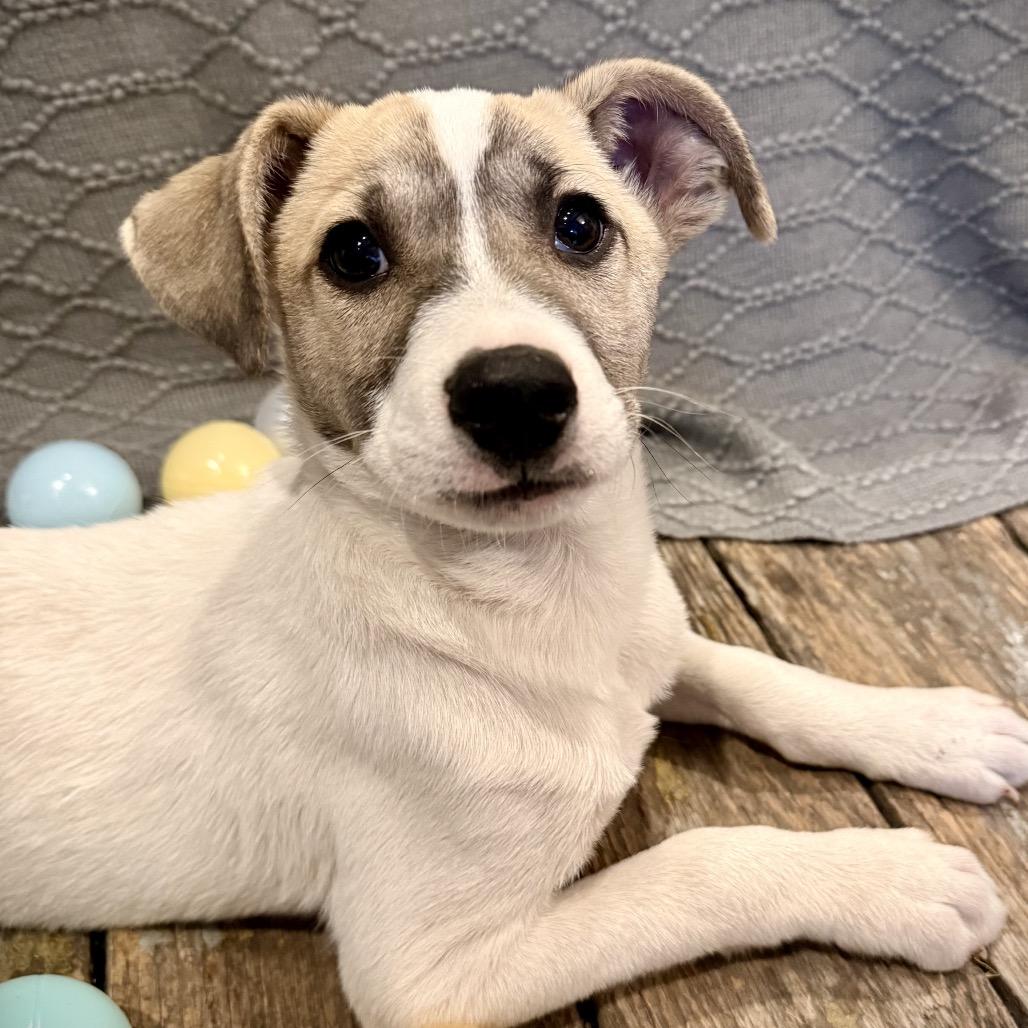 Enlarge Van Halen, a Adoptable mixed breed in Boerne, TX image 2/6