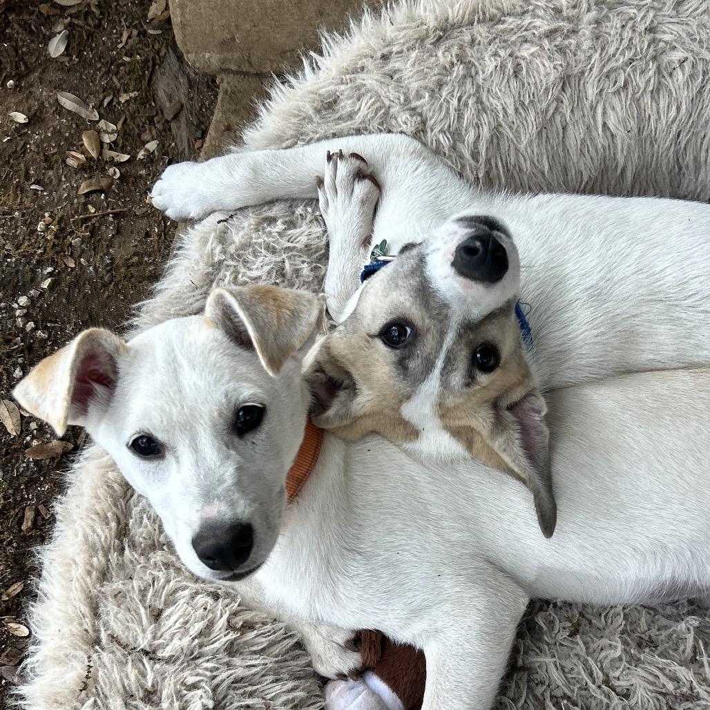 Enlarge Van Halen, a Adoptable mixed breed in Boerne, TX image 2/4