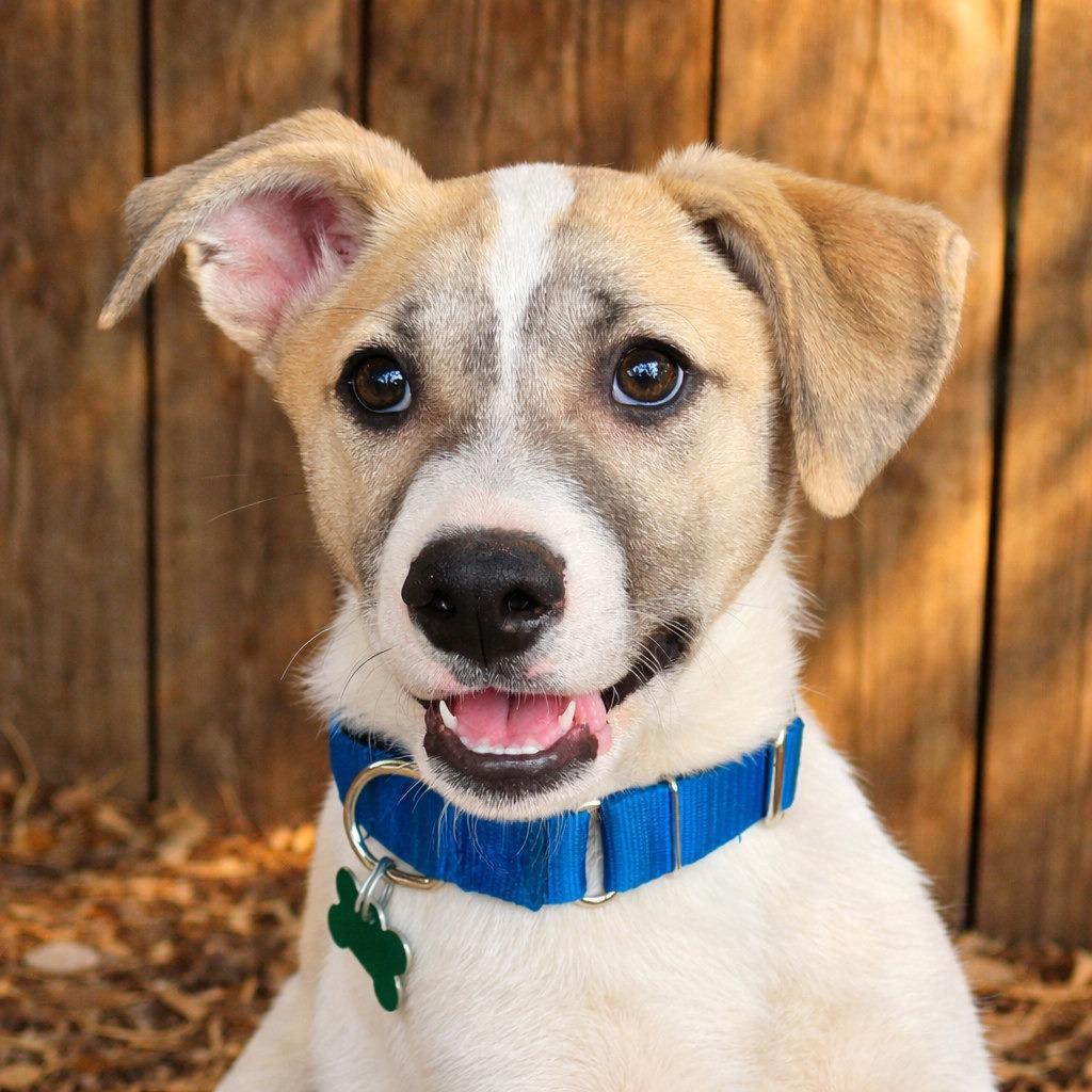 Enlarge Van Halen, a Adoptable mixed breed in Boerne, TX image 3/4