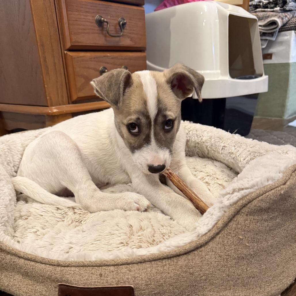 Enlarge Van Halen, a Adoptable mixed breed in Boerne, TX image 3/6