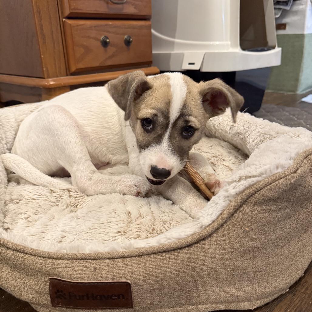 Enlarge Van Halen, a Adoptable mixed breed in Boerne, TX image 4/6