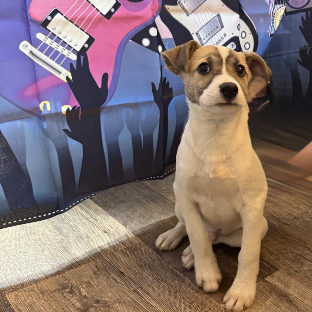 Enlarge Van Halen, a Adoptable mixed breed in Boerne, TX image 5/6