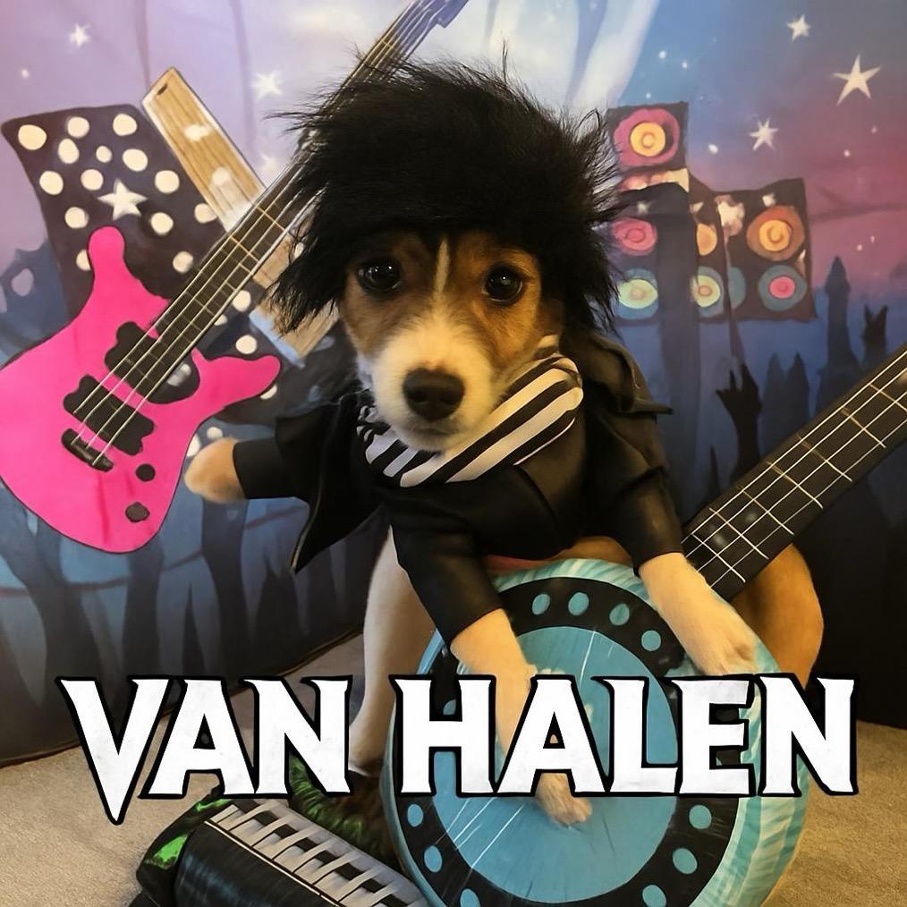Enlarge Van Halen, a Adoptable mixed breed in Boerne, TX image 6/6
