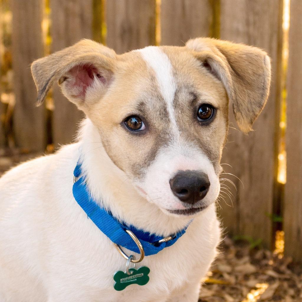 Enlarge Van Halen, a Adoptable mixed breed in Boerne, TX image 4/4