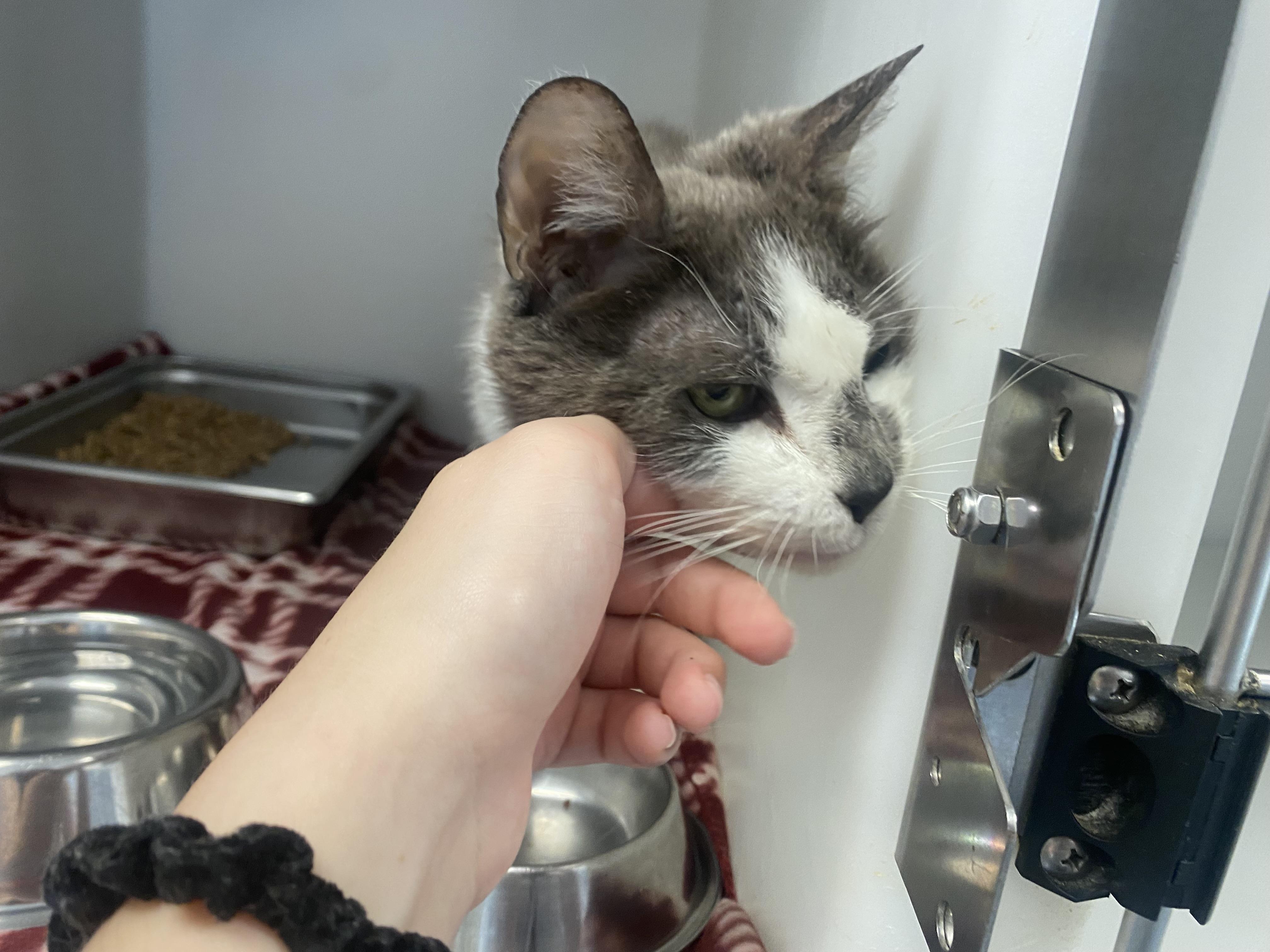 Enlarge Jim, a Adopted Domestic Short Hair in King George, VA image 3/5