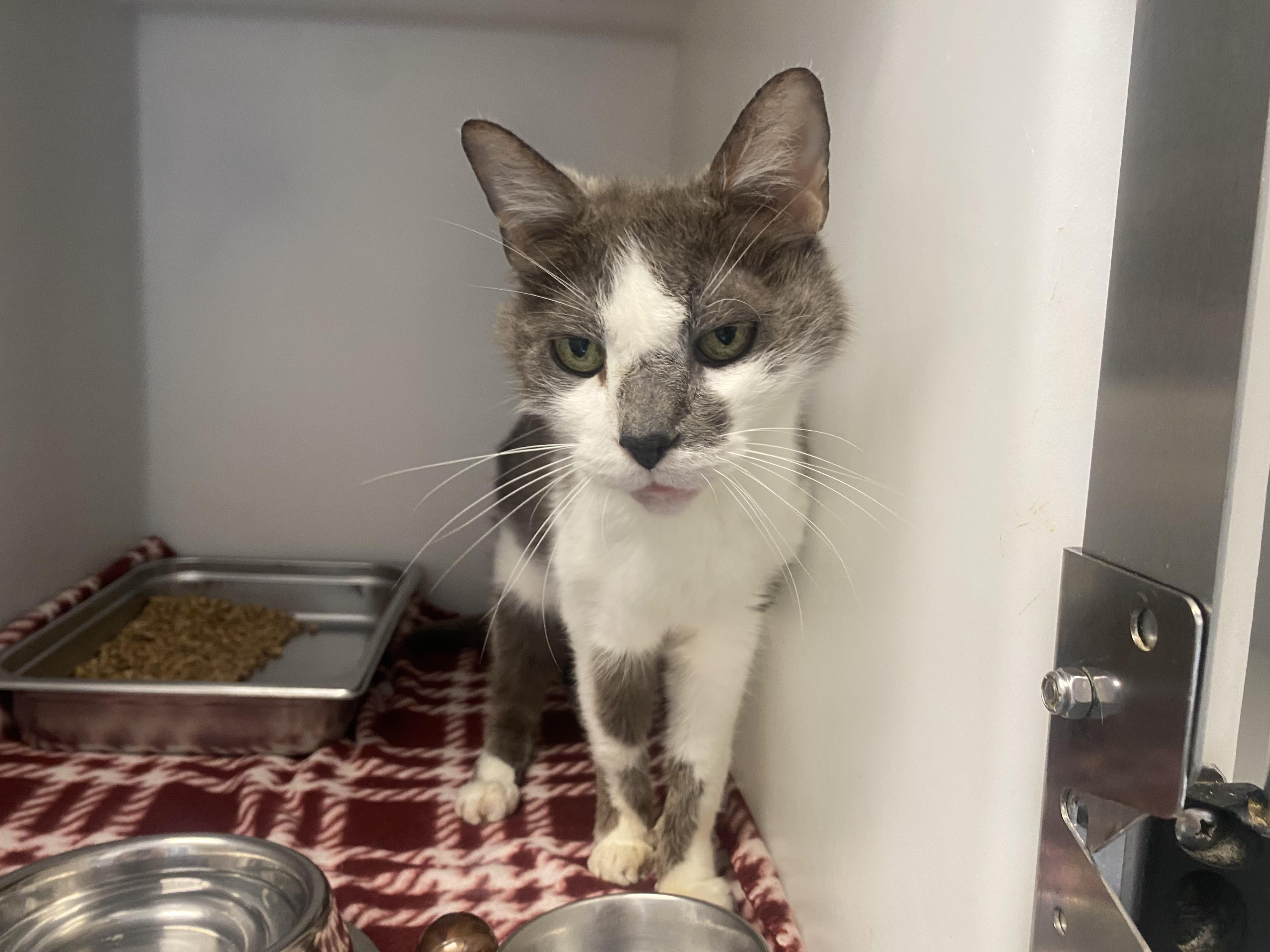 Enlarge Jim, a Adopted Domestic Short Hair in King George, VA image 5/5