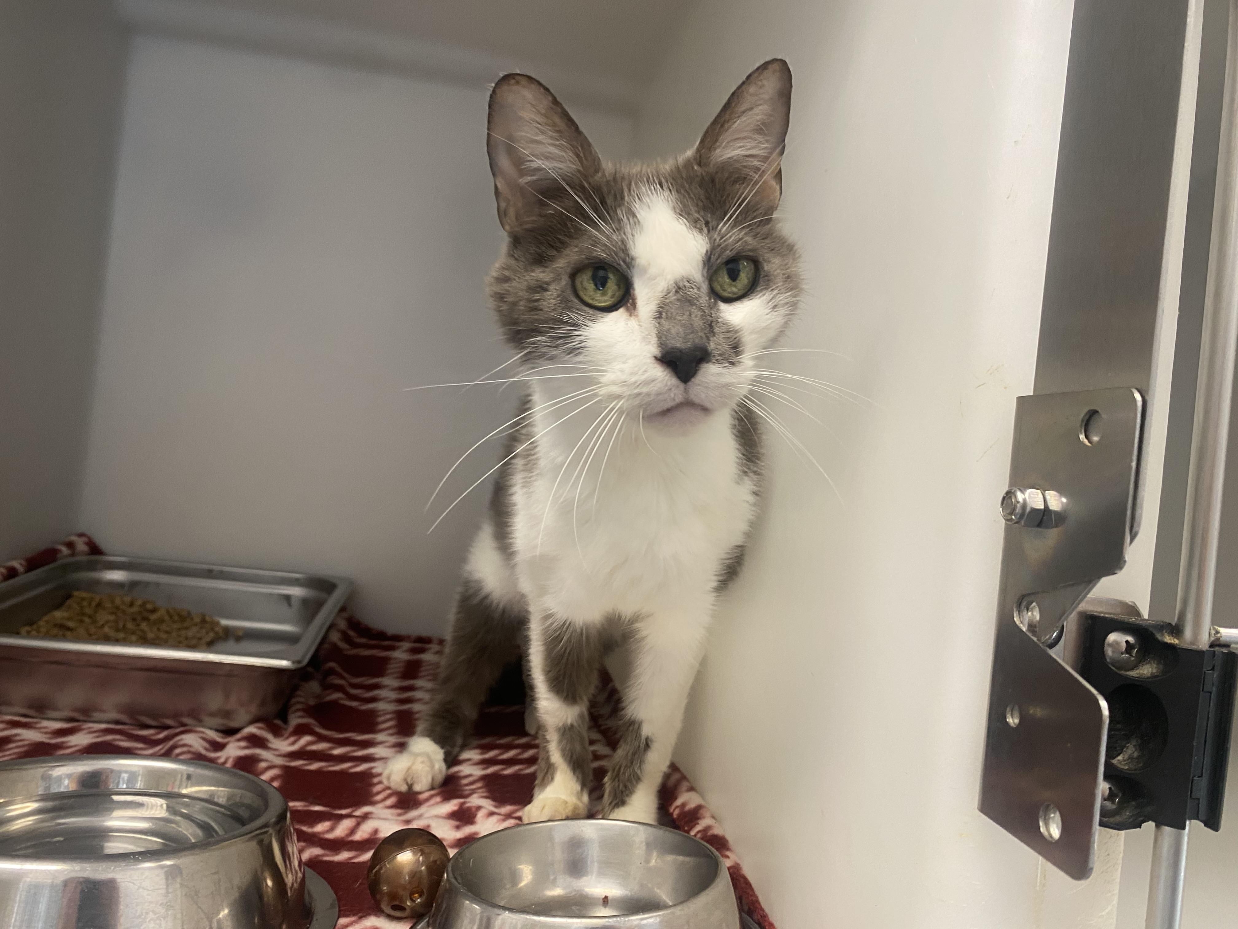 Enlarge Jim, a Adopted Domestic Short Hair in King George, VA image 2/5