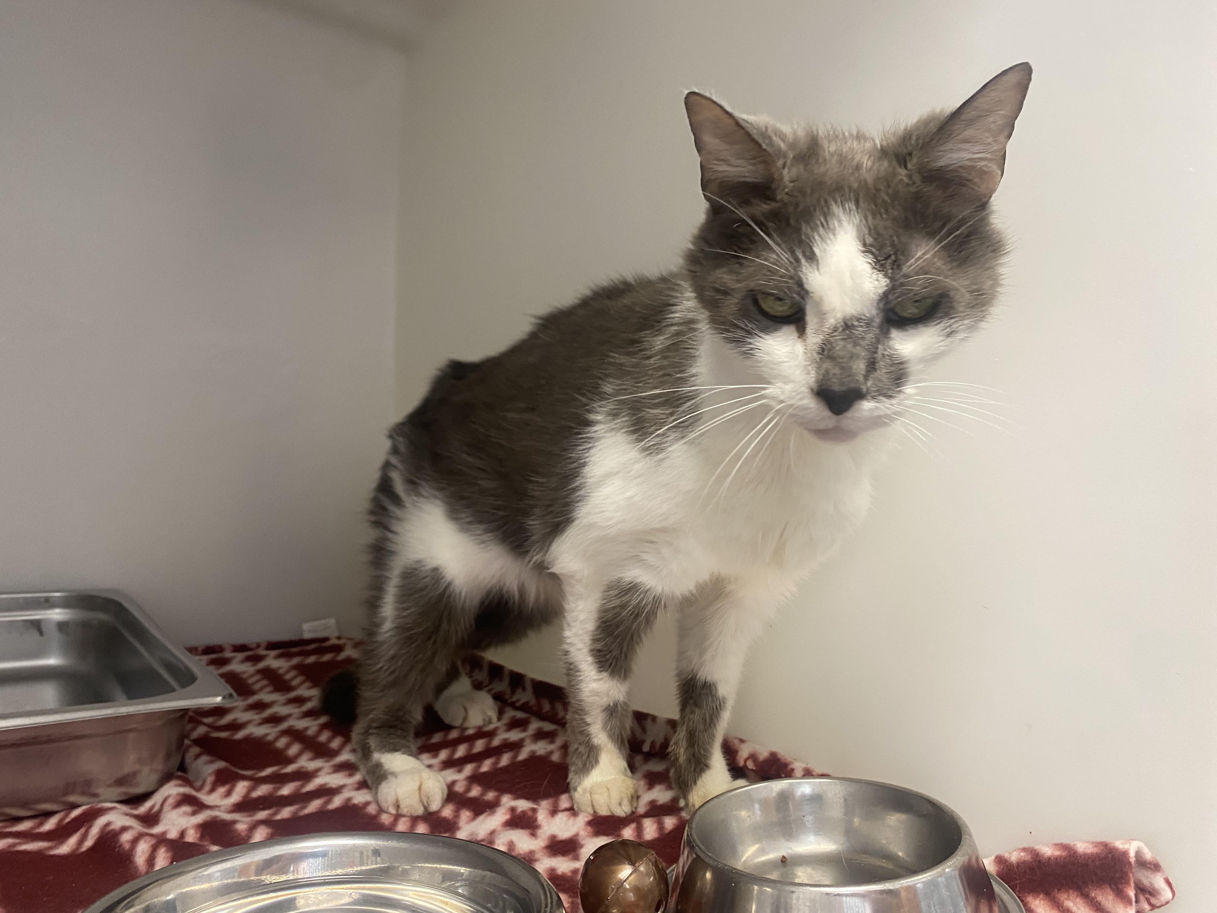 Enlarge Jim, a Adopted Domestic Short Hair in King George, VA image 4/5