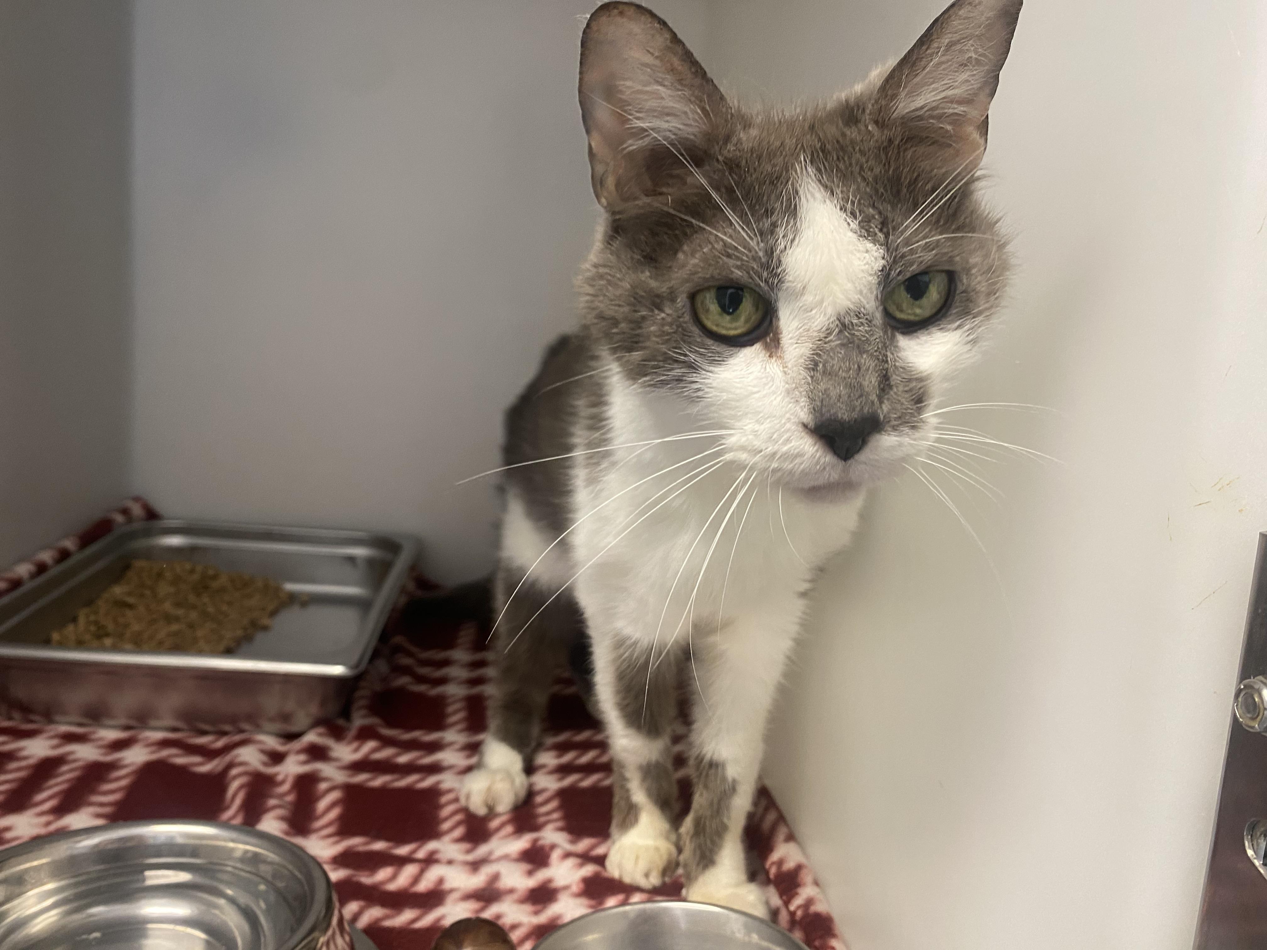 Jim, Adopted, Adult Male Domestic Short Hair.