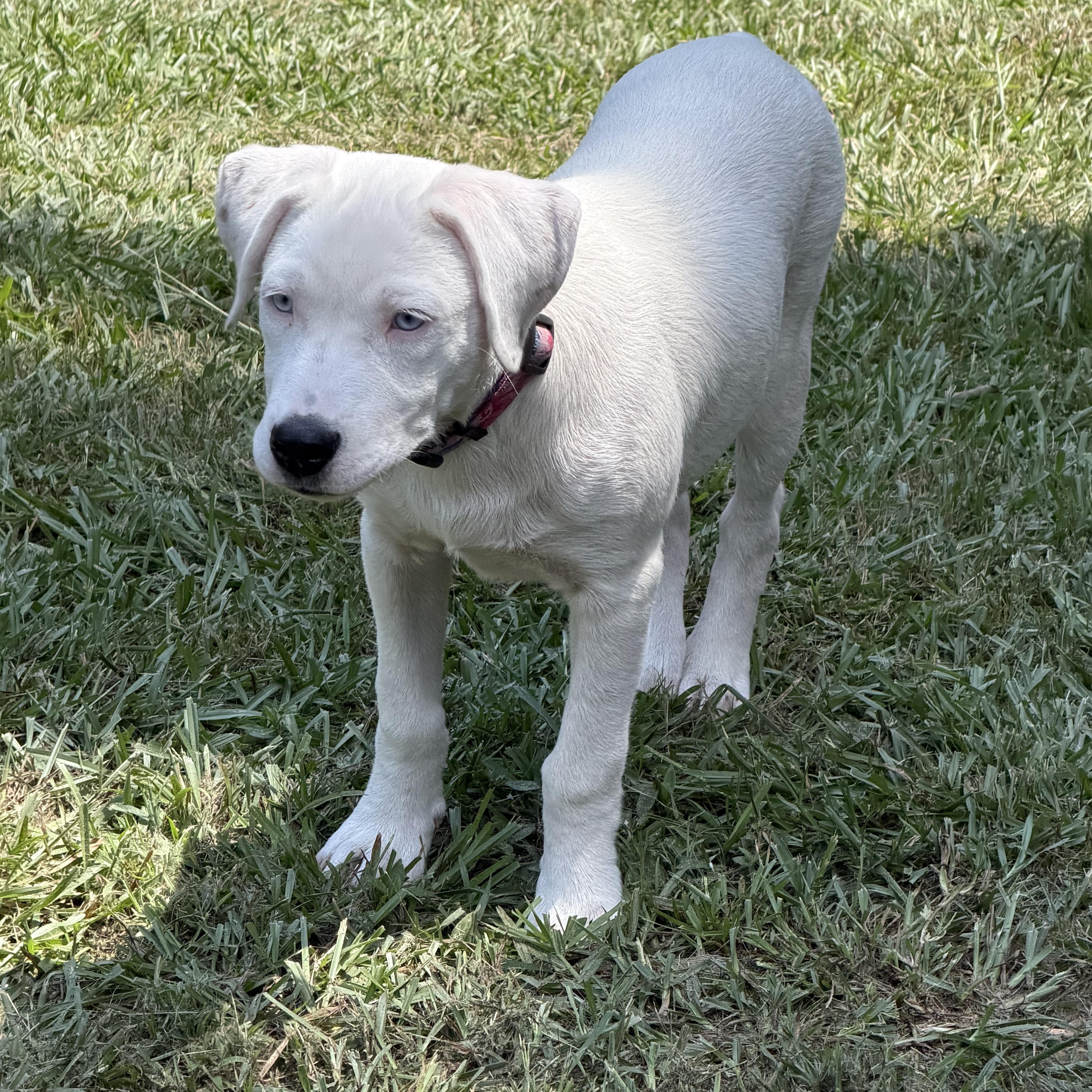 Enlarge Angel blue eyes, a ADOPTABLE mixed breed in Alabaster, AL image 5/6