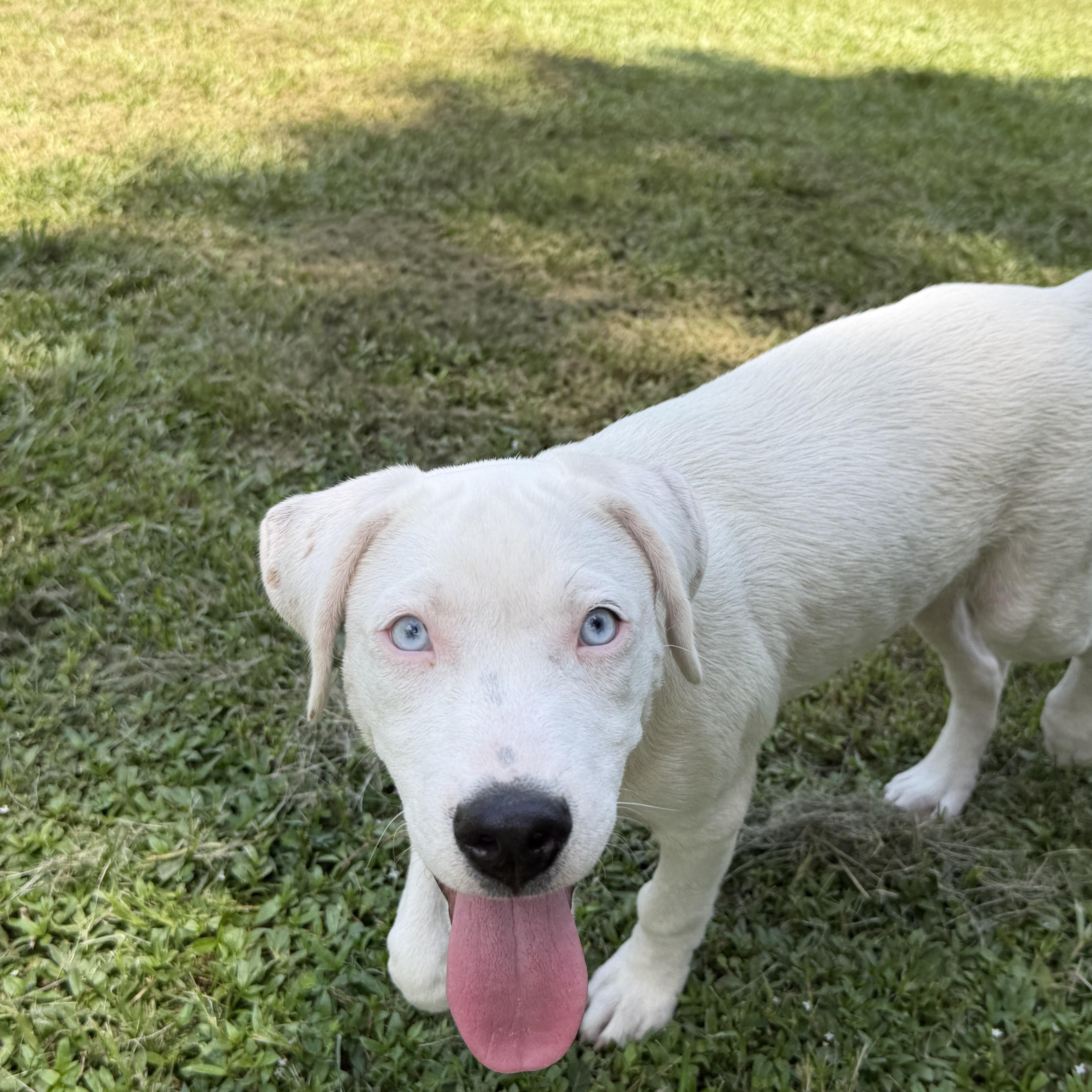 Enlarge Angel blue eyes, a ADOPTABLE mixed breed in Alabaster, AL image 6/6
