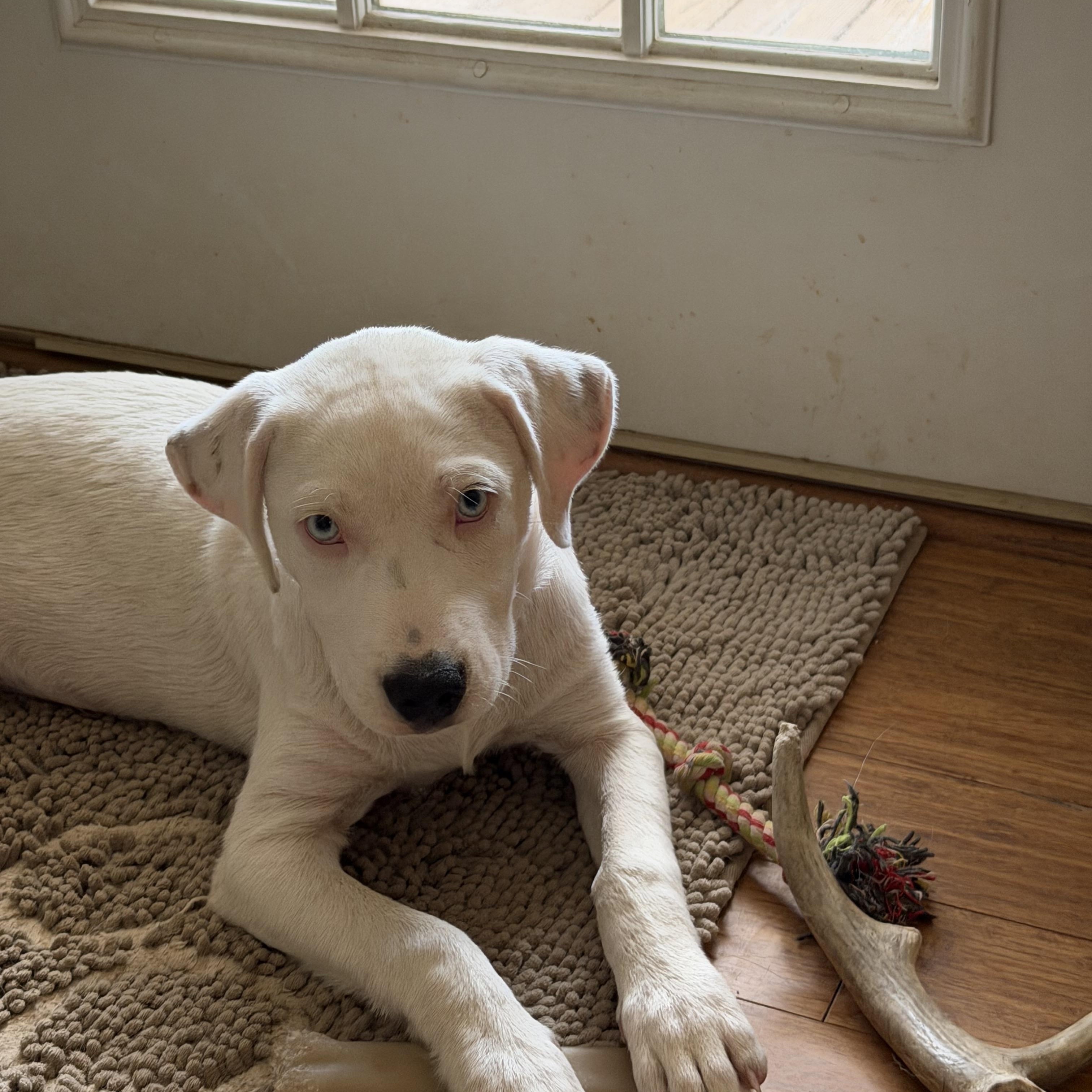 Enlarge Angel blue eyes, a ADOPTABLE mixed breed in Alabaster, AL image 4/6