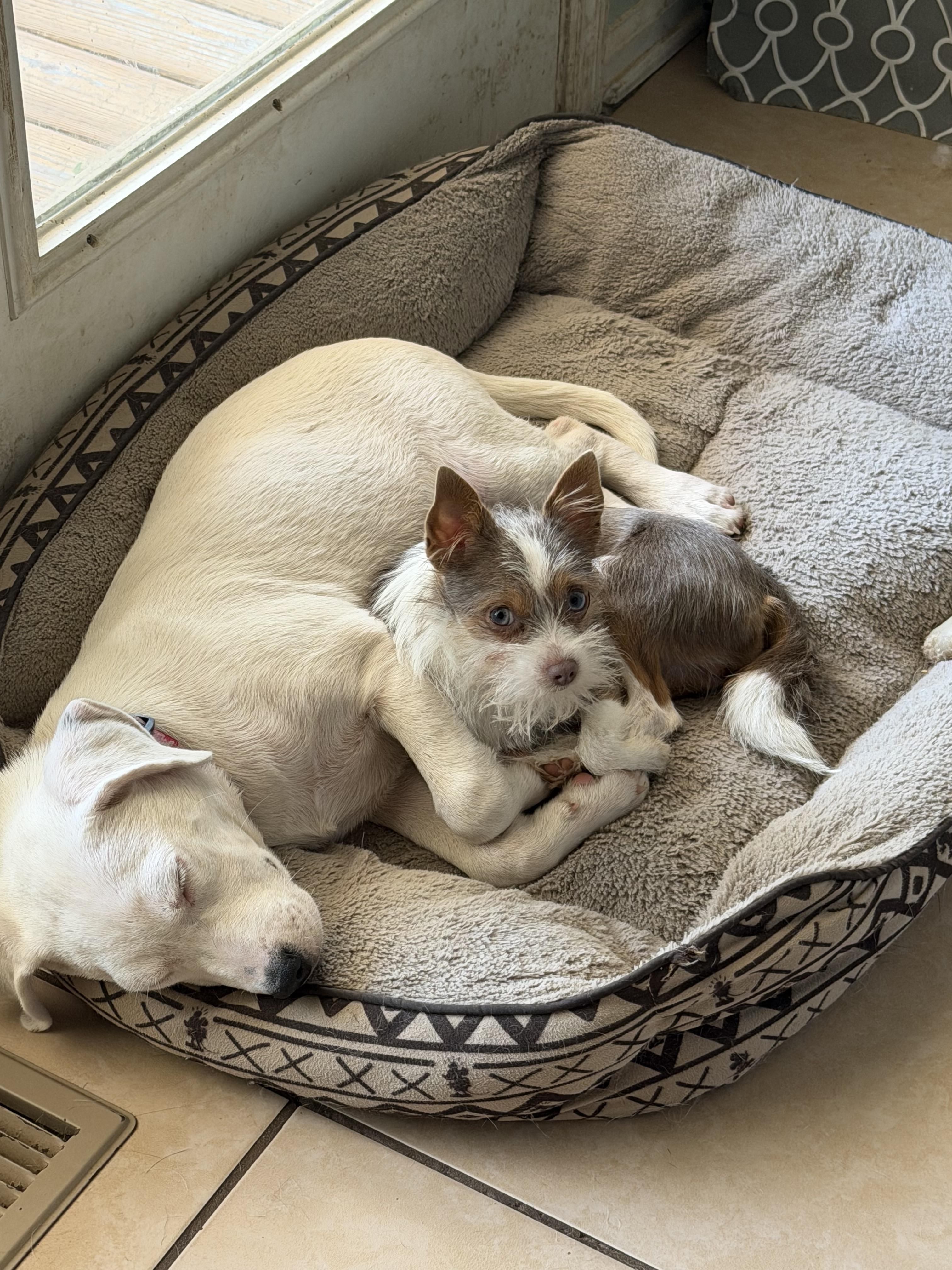 Enlarge Angel blue eyes, a ADOPTABLE mixed breed in Alabaster, AL image 3/6