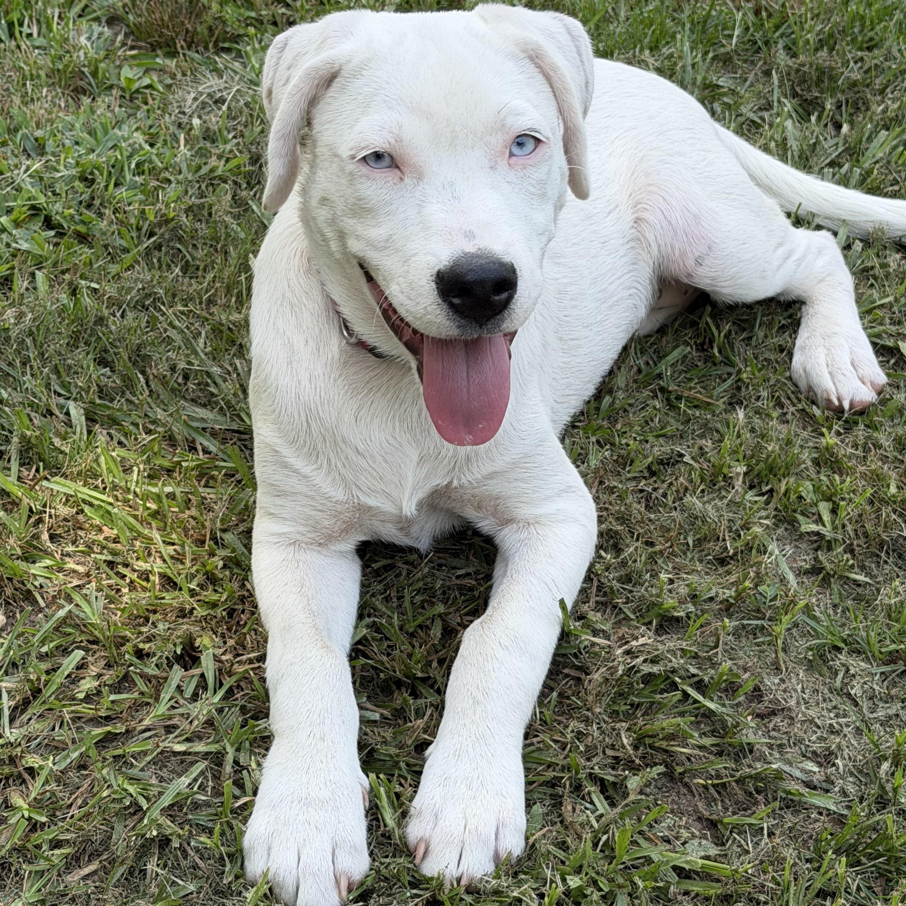 Enlarge Angel blue eyes, a ADOPTABLE mixed breed in Alabaster, AL image 1/6