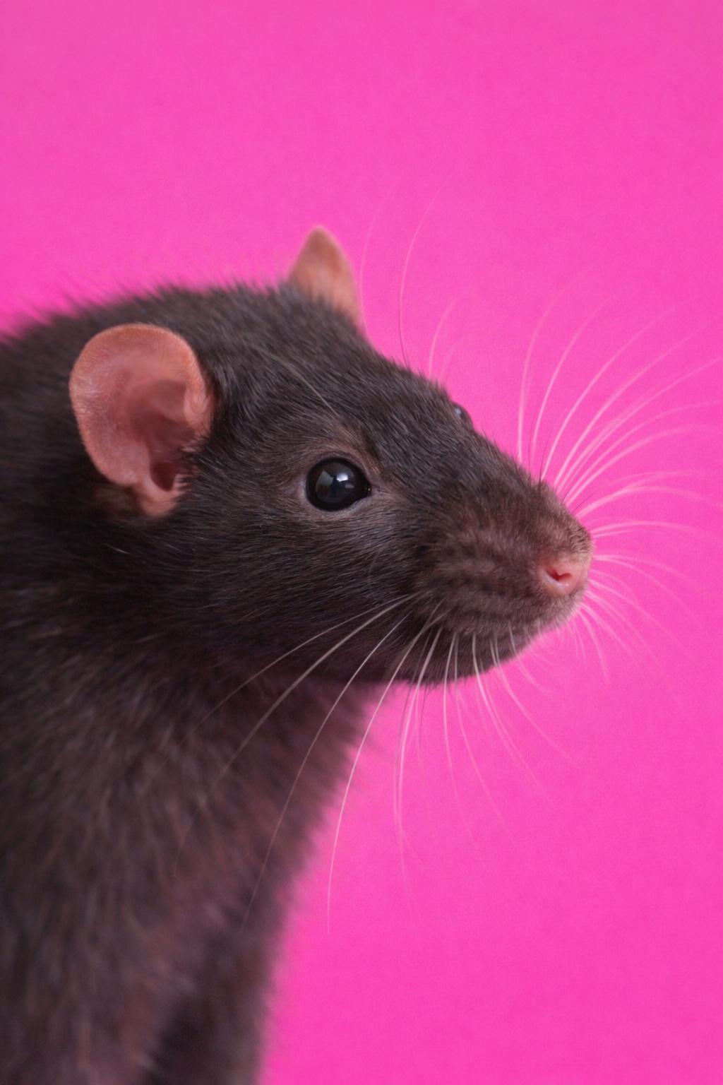 Enlarge Biggie, a Adopted Rat in Mankato, MN image 1/1
