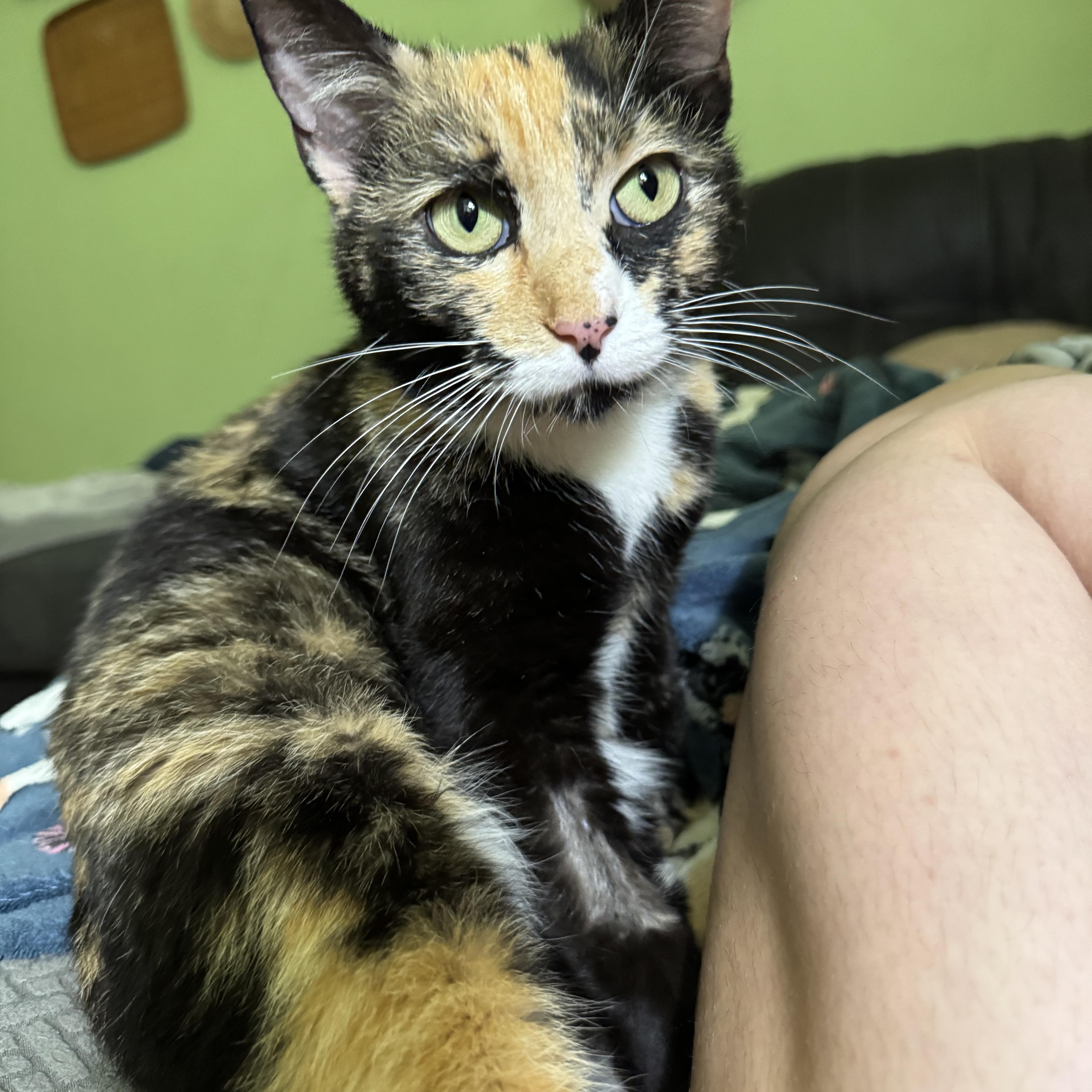 Nutmeg 3