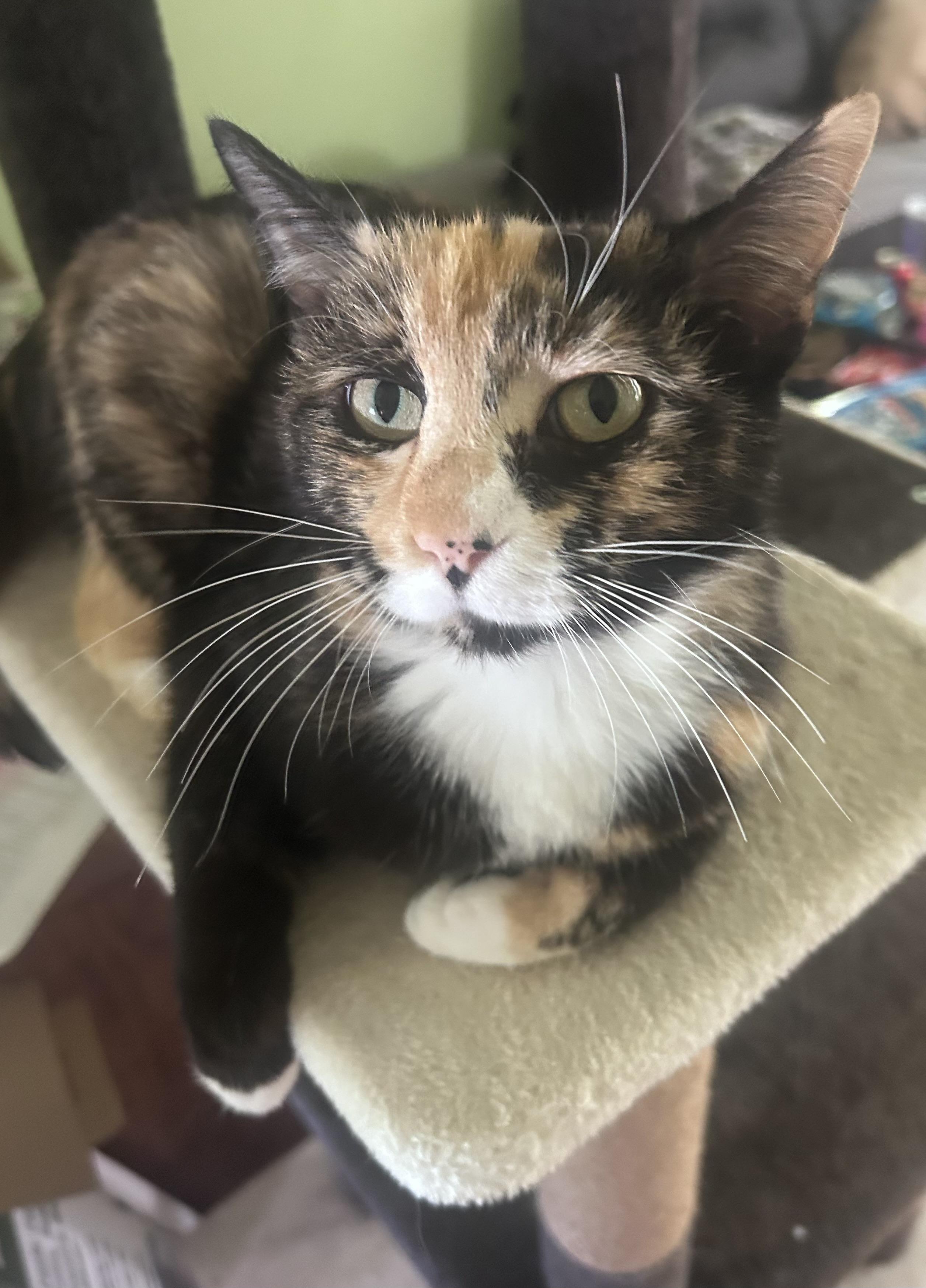 Nutmeg 2