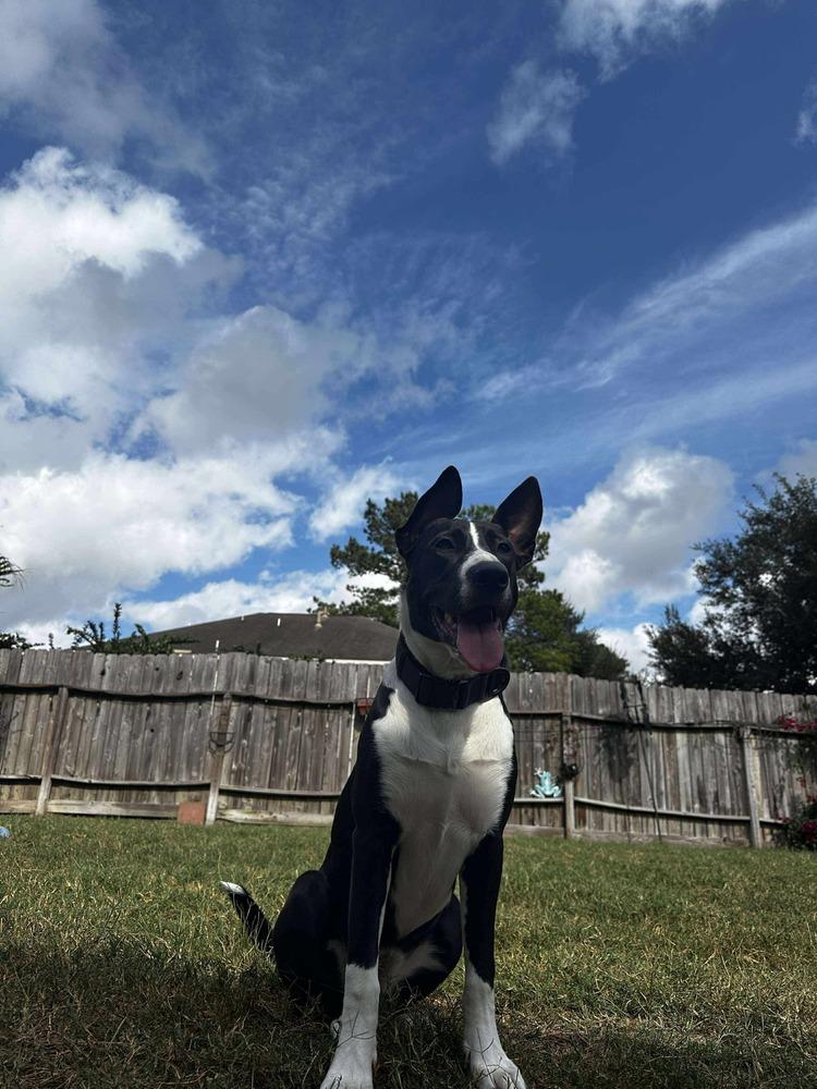 Pancetta, Adoptable, Young Female German Shepherd Dog.