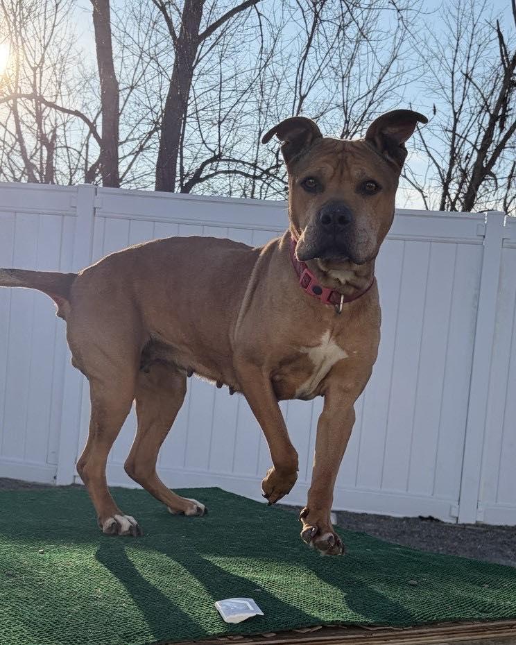 Enlarge Winter, a ADOPTABLE mixed breed in Binghamton, NY image 1/1