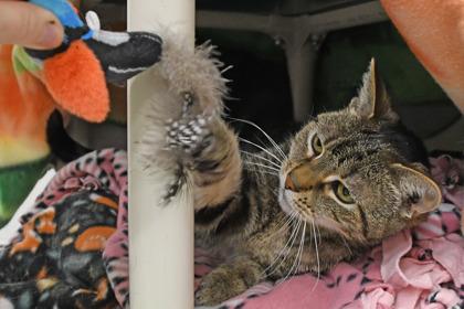 Mekee, a Adoptable mixed breed in Scotia, NY image 1/3