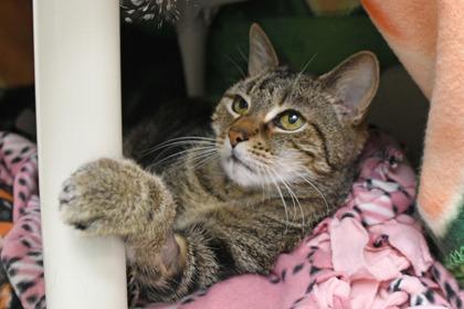 Mekee, a Adoptable mixed breed in Scotia, NY image 2/3