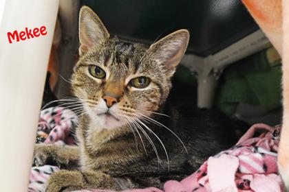 Mekee, a Adoptable mixed breed in Scotia, NY image 3/3