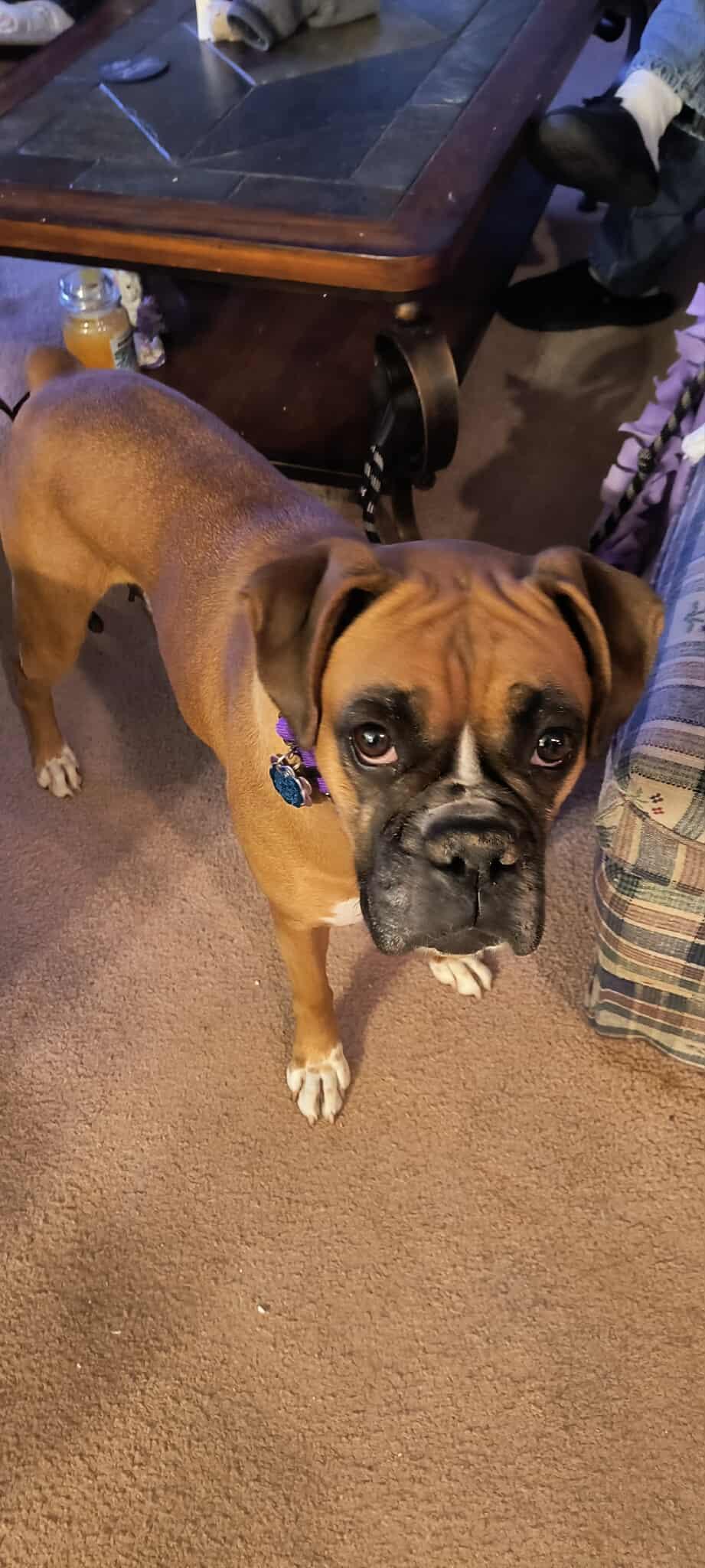 Bree, a Adoptable Boxer in Owatonna, MN image 1/3