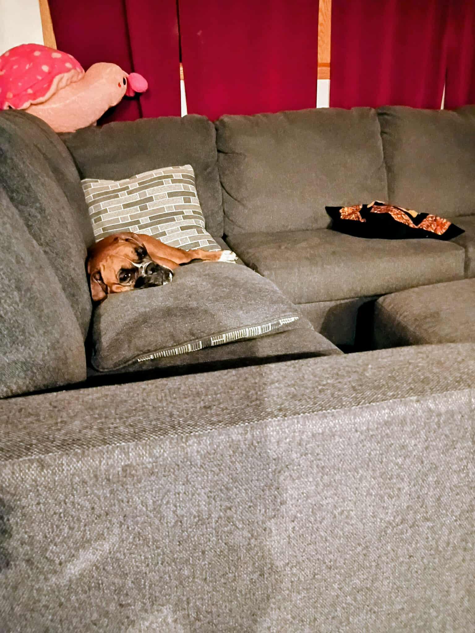 Bree, a Adoptable Boxer in Owatonna, MN image 3/3