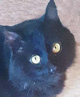 Isaac, Adoptable, Adult Male Domestic Medium Hair.