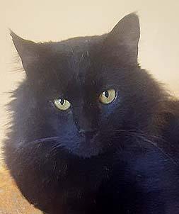 Isaac, a Adoptable Domestic Medium Hair in Tiburon, CA image 3/3