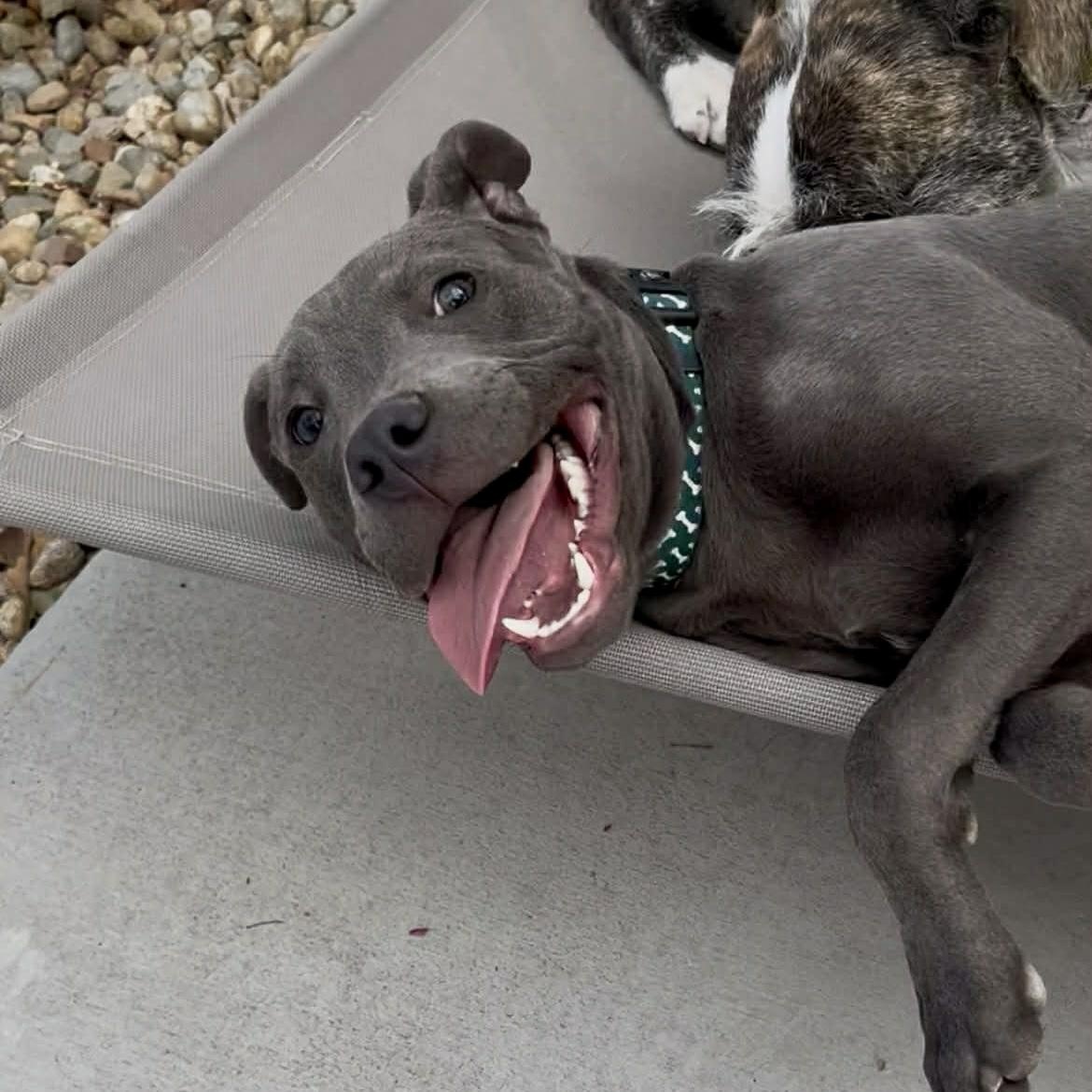 Enlarge Ash, a ADOPTABLE mixed breed in Mead, CO image 4/5