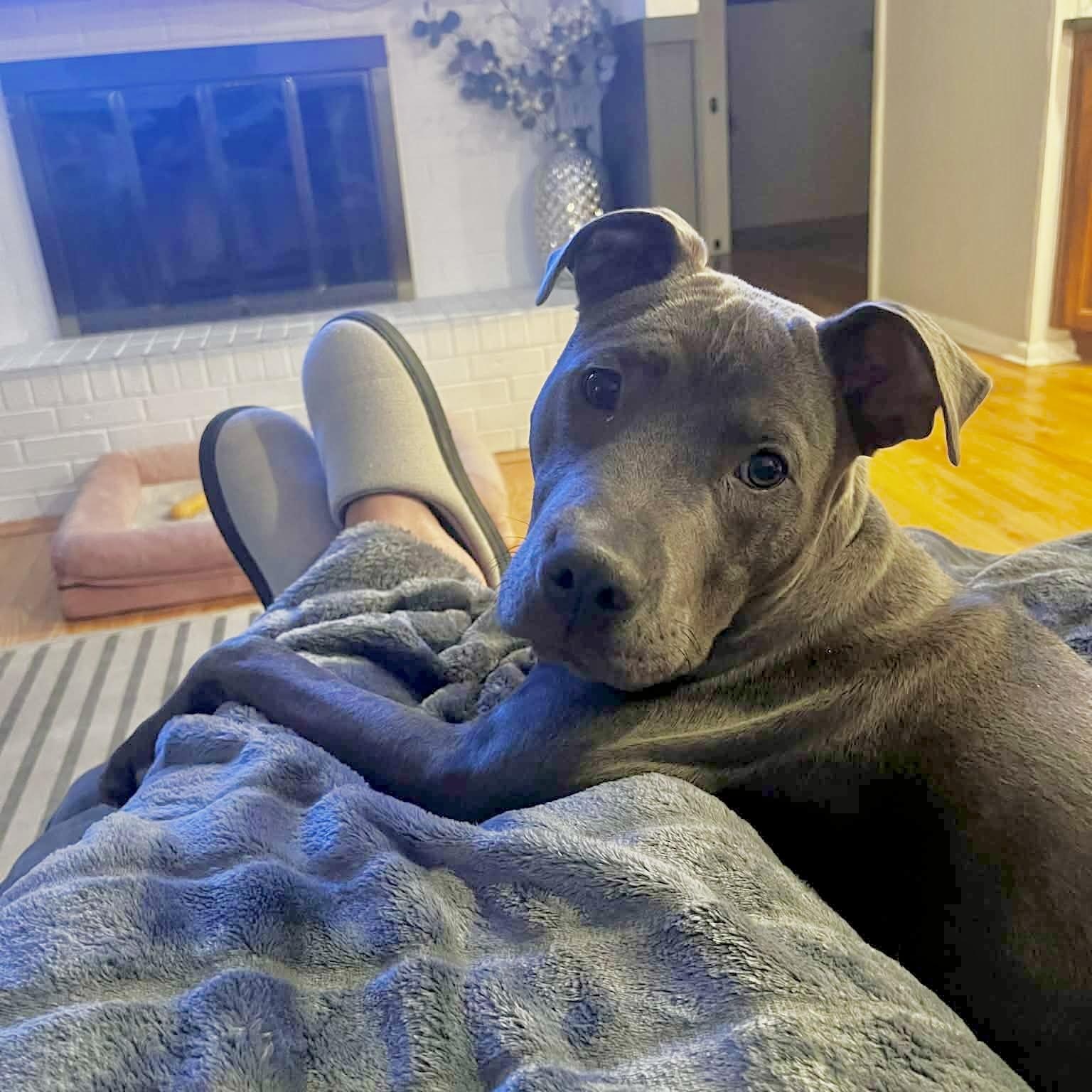 Enlarge Ash, a ADOPTABLE mixed breed in Mead, CO image 3/5