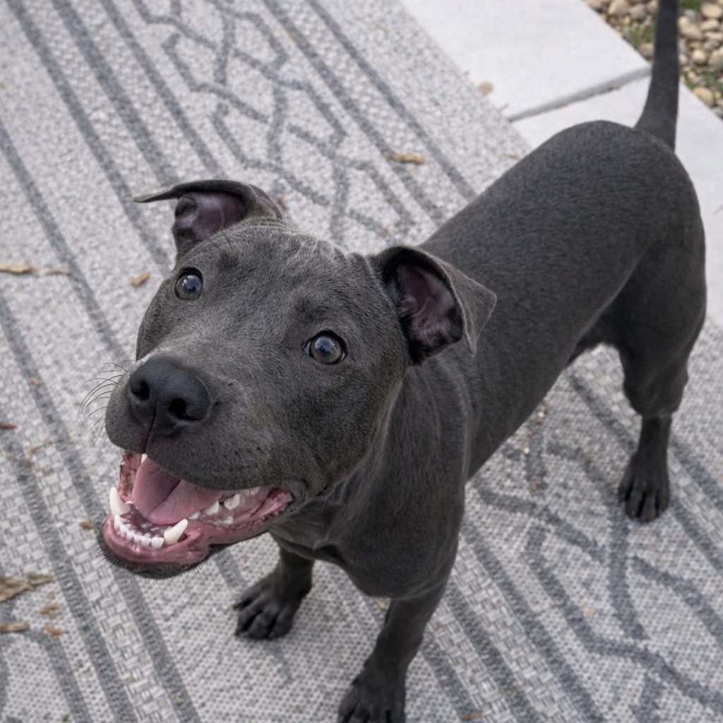 Enlarge Ash, a ADOPTABLE mixed breed in Mead, CO image 2/5