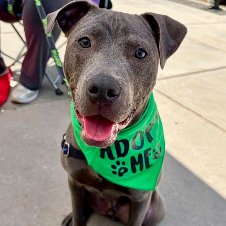 Ash, ADOPTABLE, Puppy Male Pit Bull Terrier.