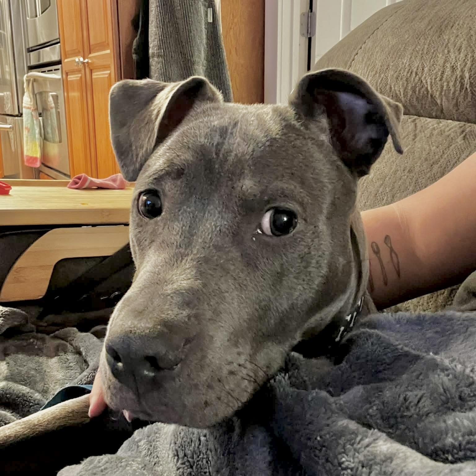 Enlarge Ash, a ADOPTABLE mixed breed in Mead, CO image 5/5