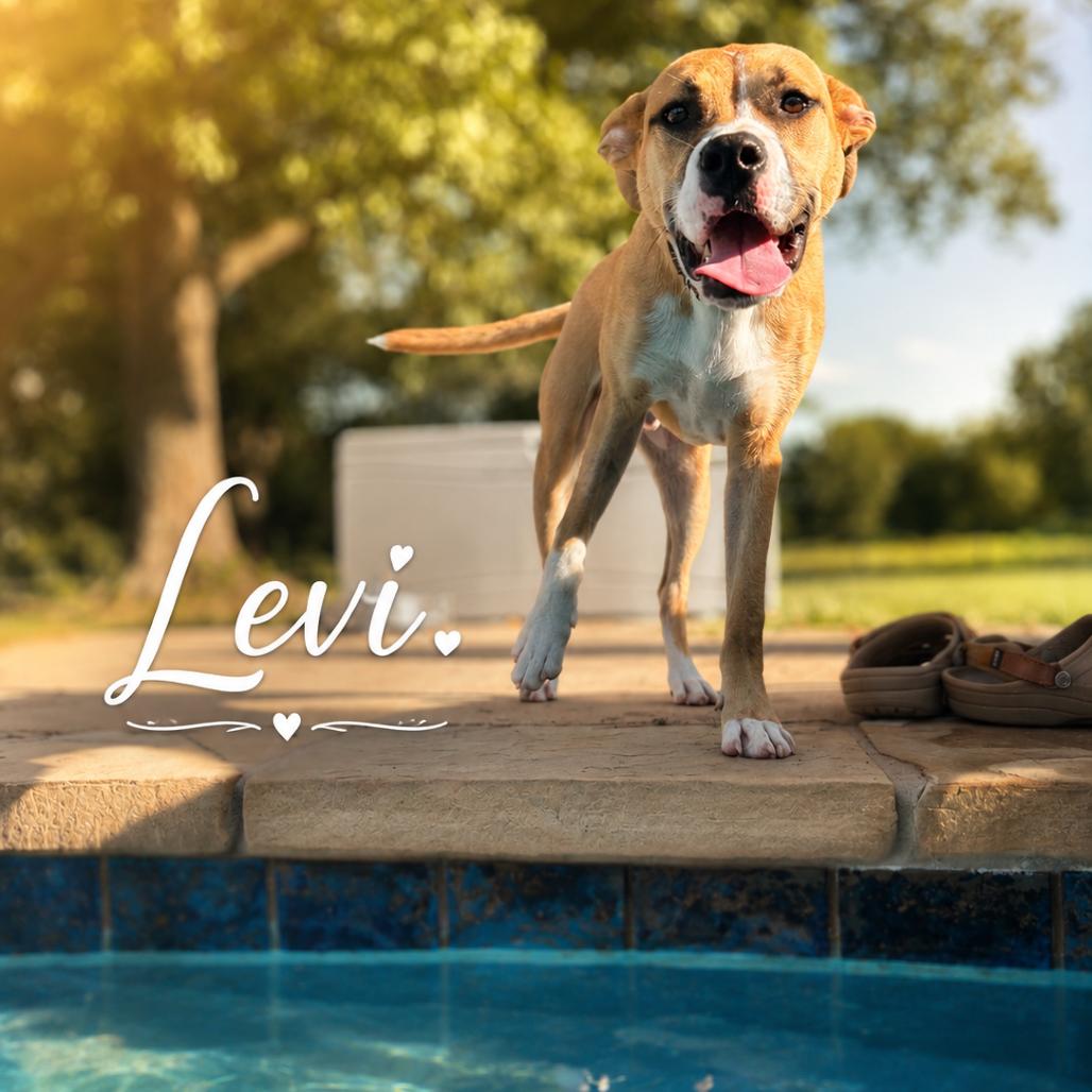 Levi, Adoptable, Young Male Terrier.